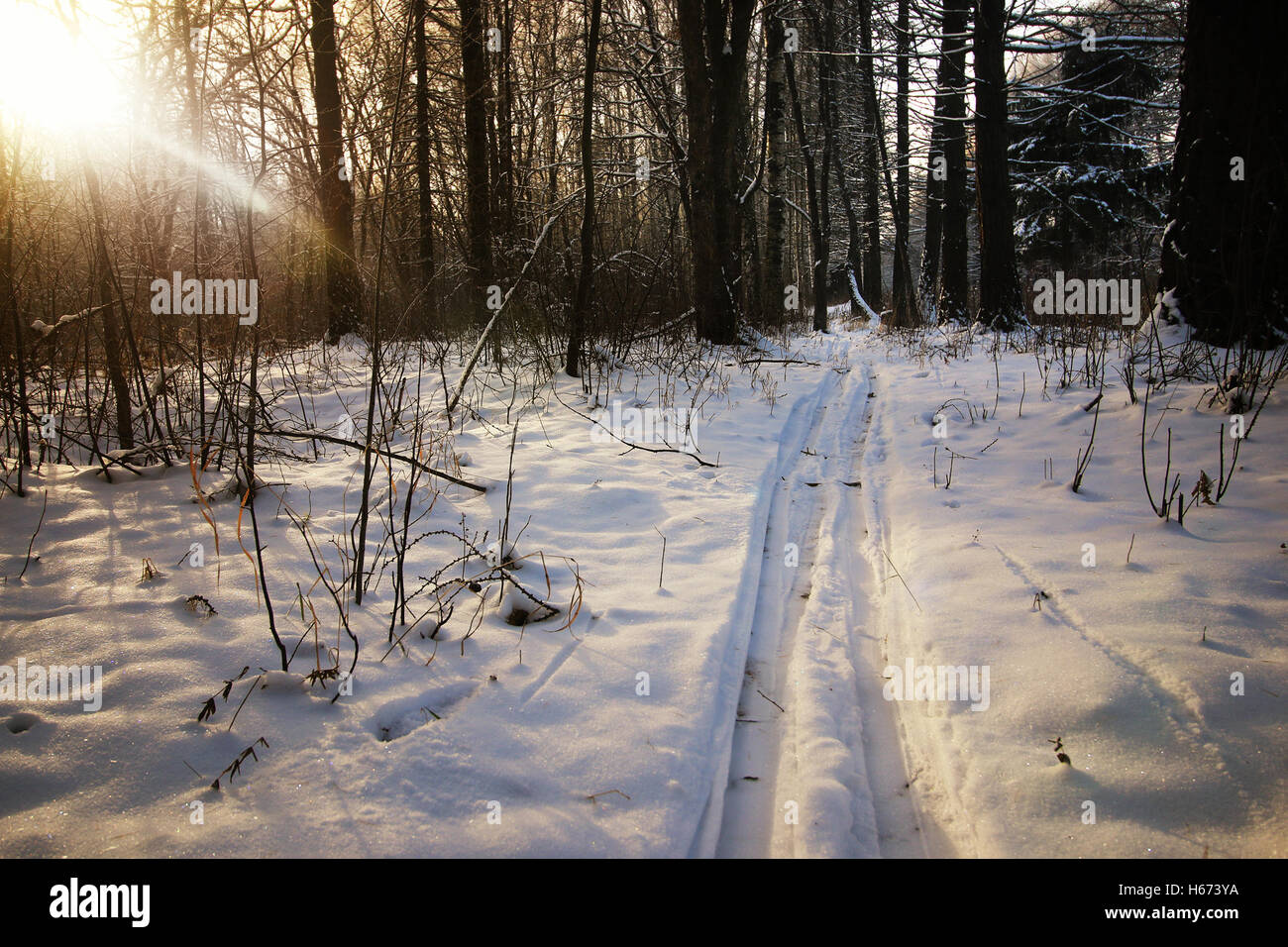 winter trails in the forest Stock Photo - Alamy