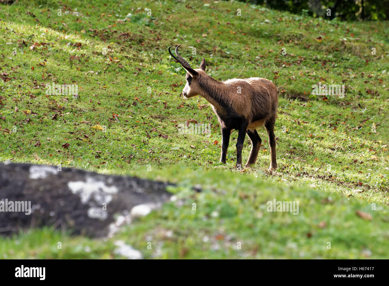 Pyrenean chamois, Rupicapra pyrenaica, is a goat antelope that lives in the Pyrenees, Cantabrian Mountains and Apennine Mountain Stock Photo