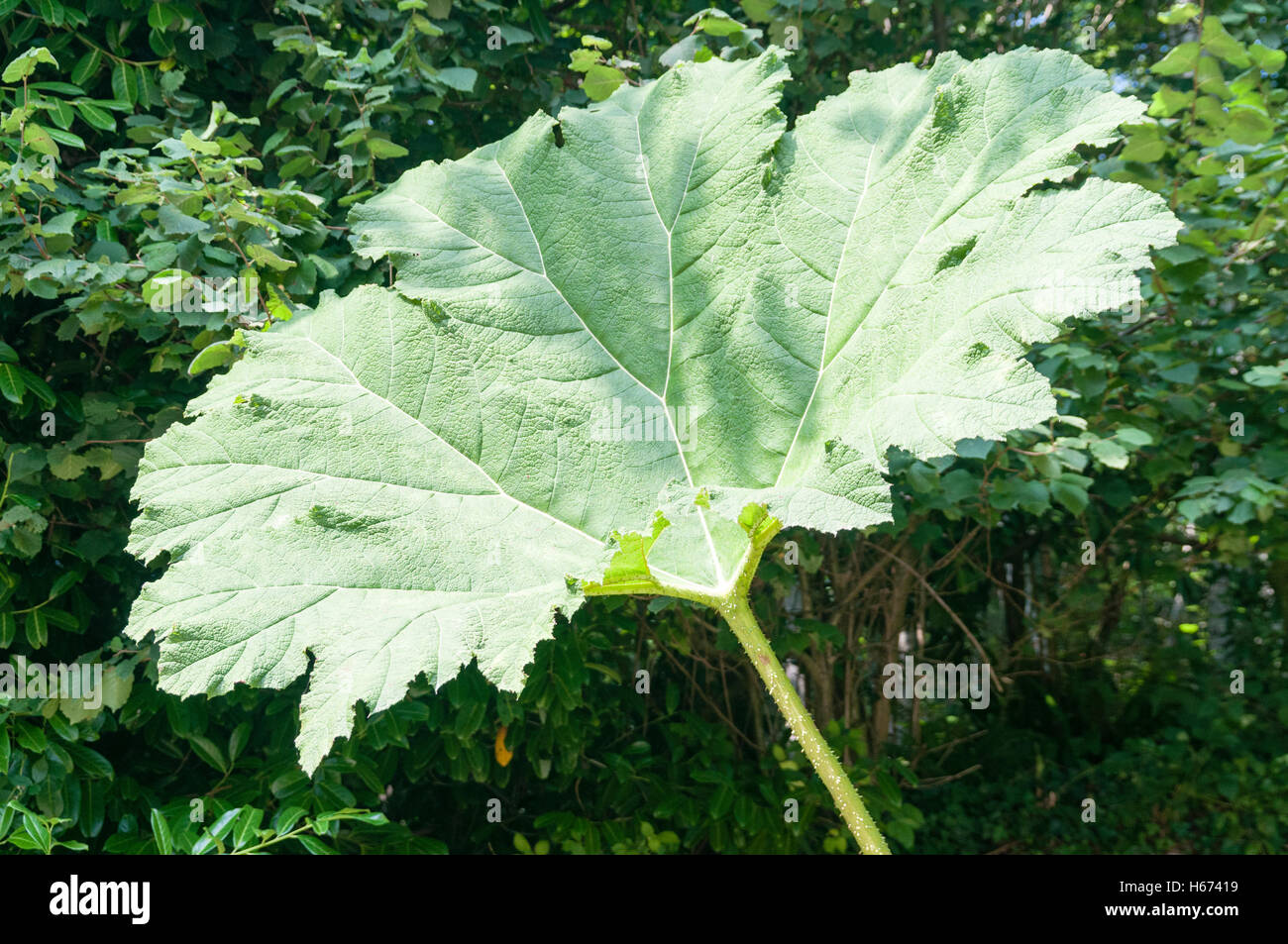 Giant leaf of the gunnera, a plant native to southeastern Brazil. Stock Photo