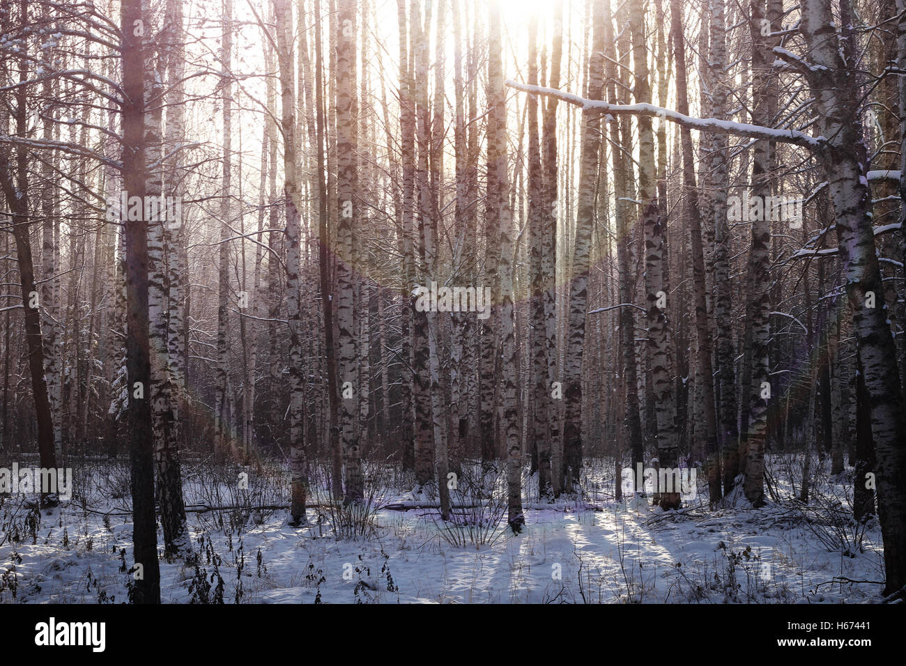 Winter tree forest Stock Photo - Alamy