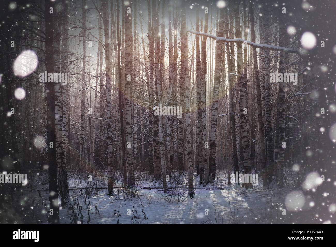 Winter tree forest Stock Photo - Alamy