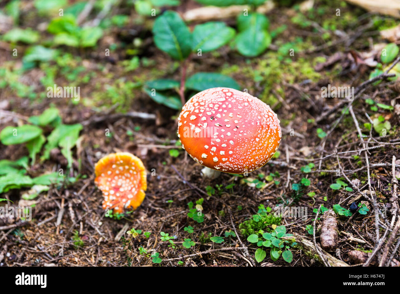 Red amanita muscaria mushroom with white spots in the highland Camlihemsin plateau forests. Amanita muscaria is a mushroom. Stock Photo