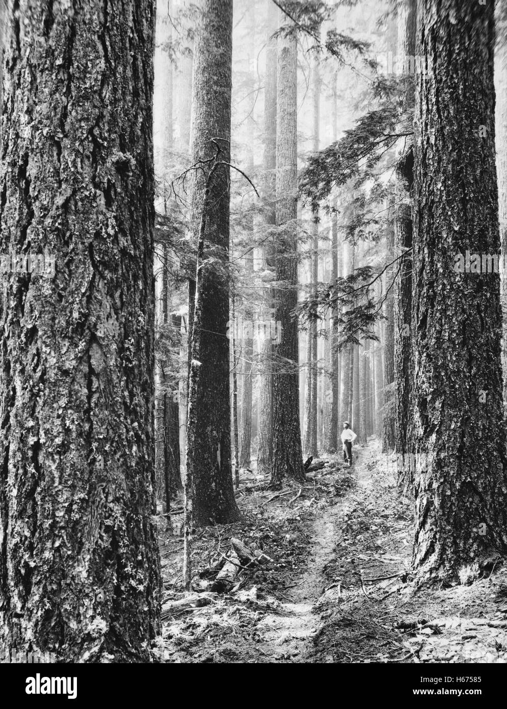 Logger on Forest Trail, Washington, USA, Arthur M. Prentiss for Farm Security Administration, 1935 Stock Photo