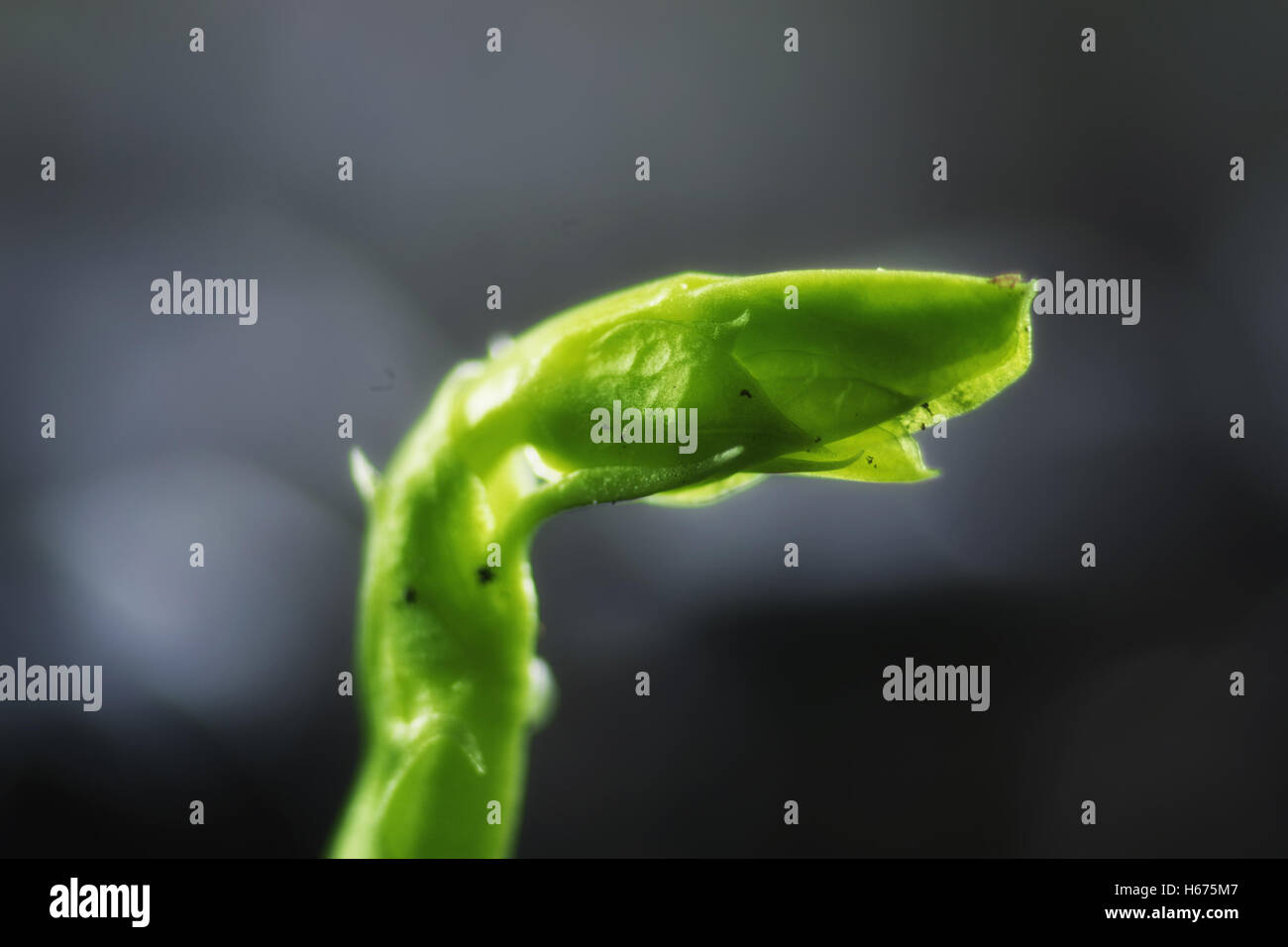 new seed green grass Stock Photo Alamy