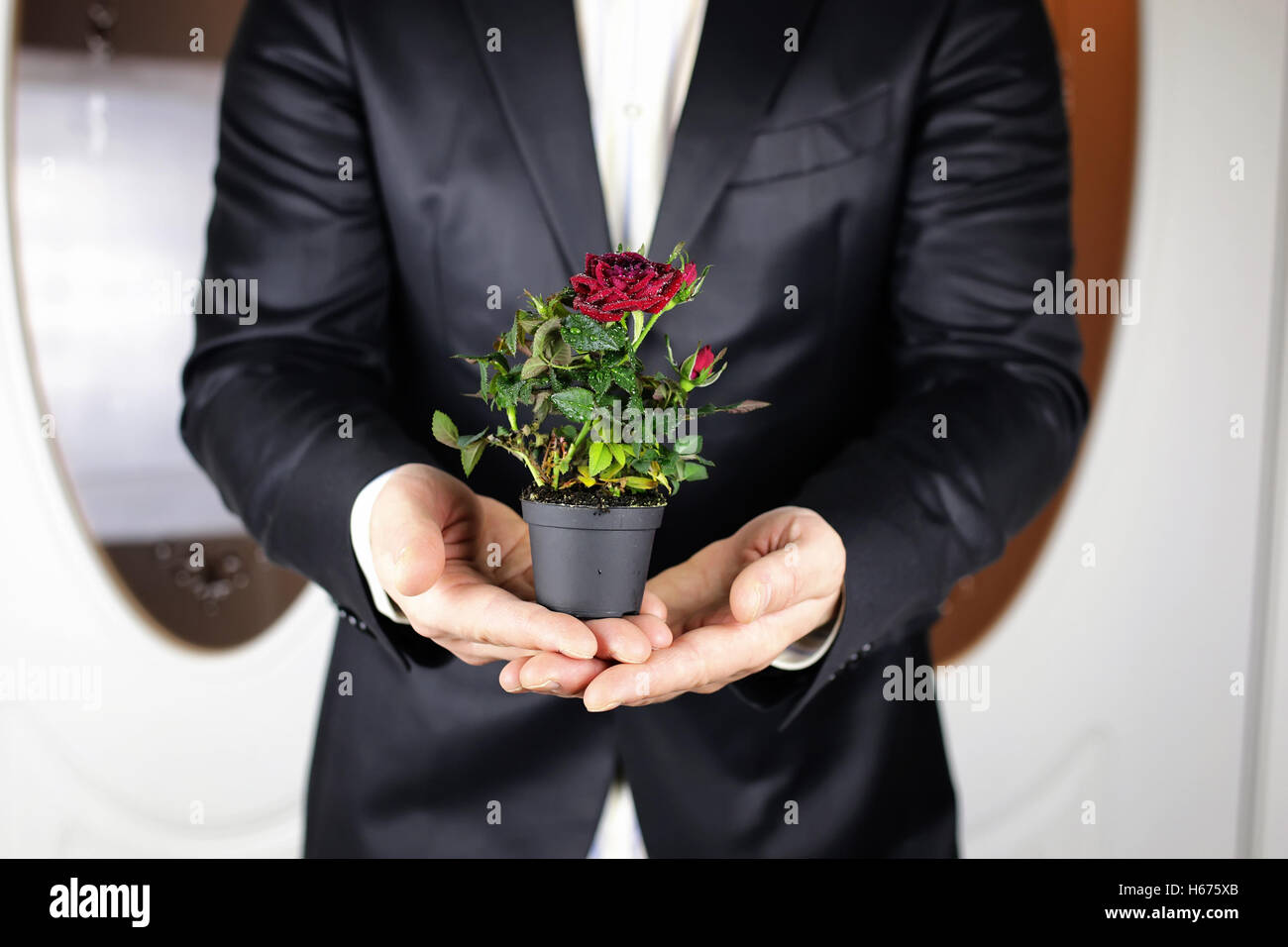 Rose in hand man suit Stock Photo - Alamy