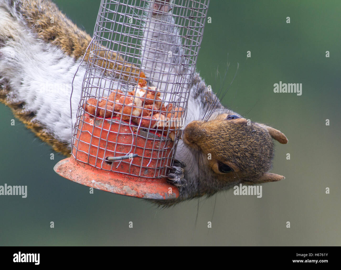 Naughty grey squirrel raiding the bird feeder for peanuts. Stock Photo