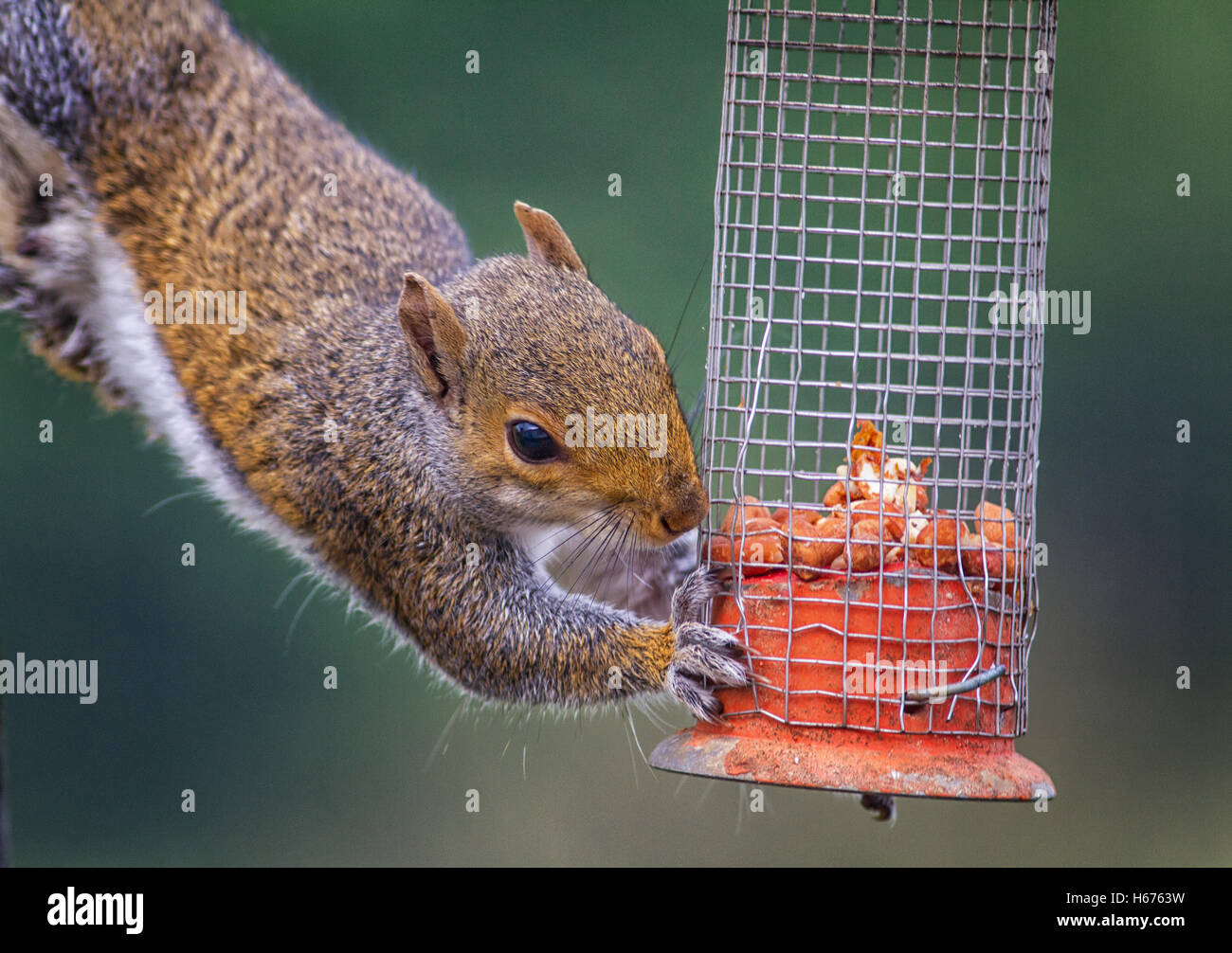 Naughty grey squirrel stealing peanuts from the bird feeder Stock Photo