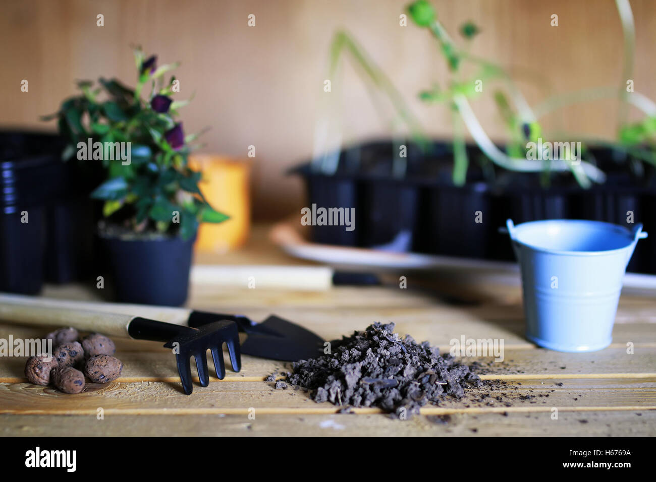 transplanting roses in pot Stock Photo Alamy