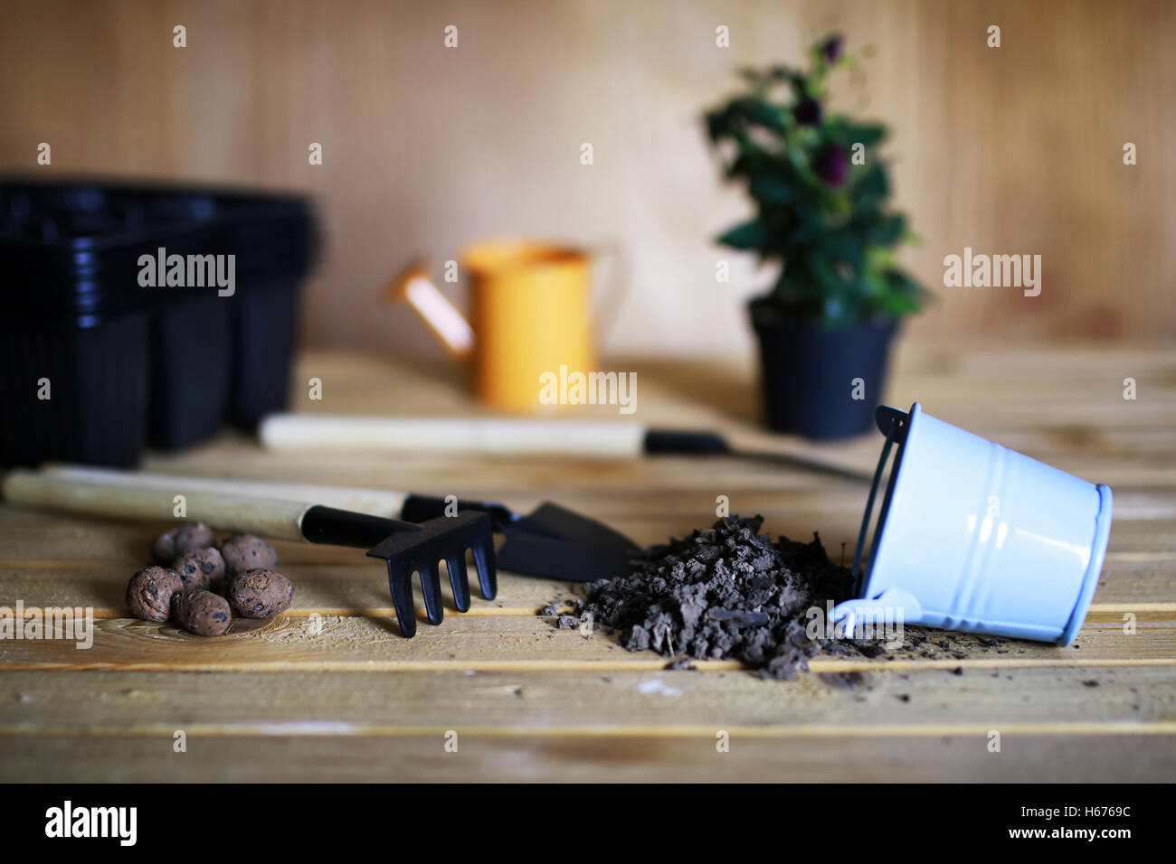 transplanting roses in pot Stock Photo Alamy