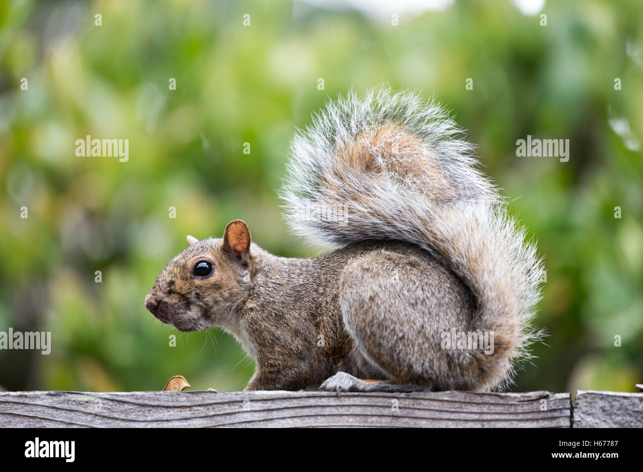 Eastern Gray Squirrel - sciurus carolinensis Stock Photo