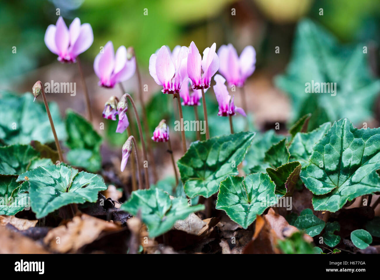 Pretty pink autumnflowering cyclamen hederifolium (ivyleaved cyclamen