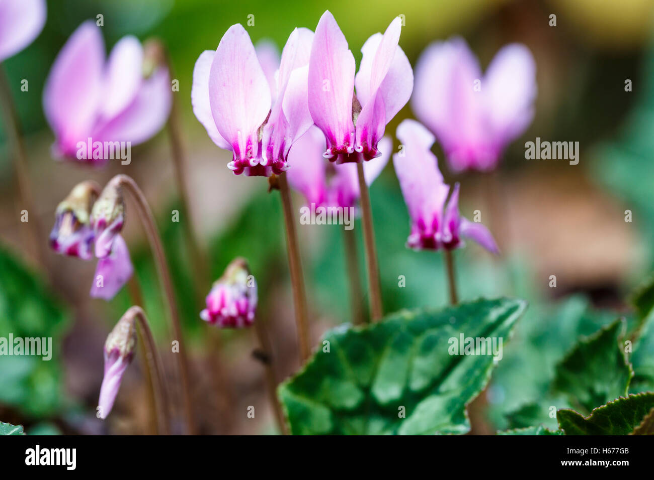 Pretty pink autumnflowering cyclamen hederifolium (ivyleaved cyclamen