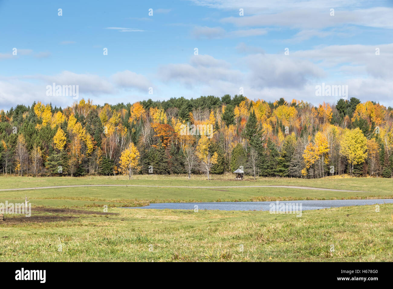 A forest landscape in the fall season Stock Photo - Alamy