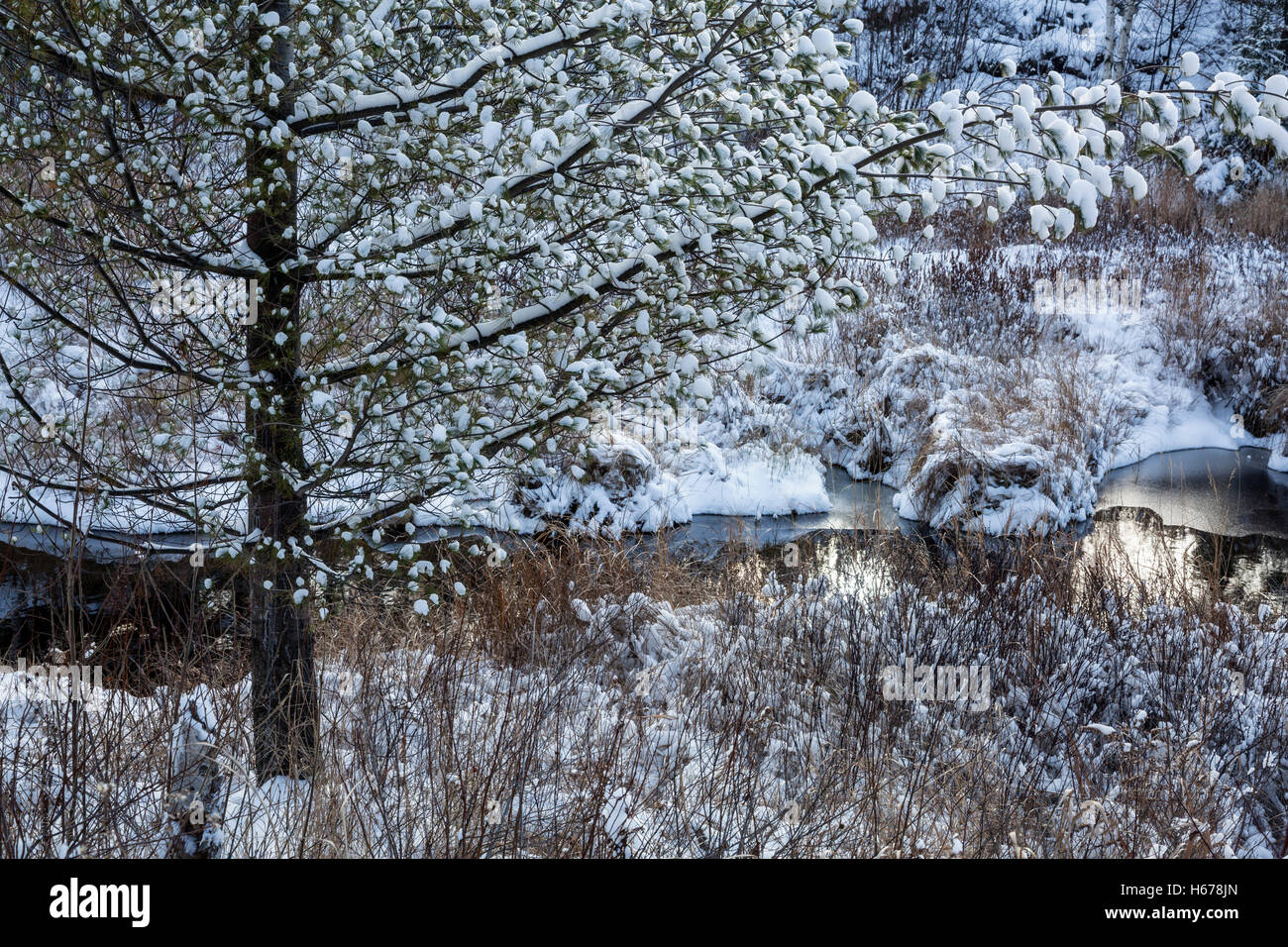 Fresh snow along small stream, Sudbury, Ontario, Canada Stock Photo