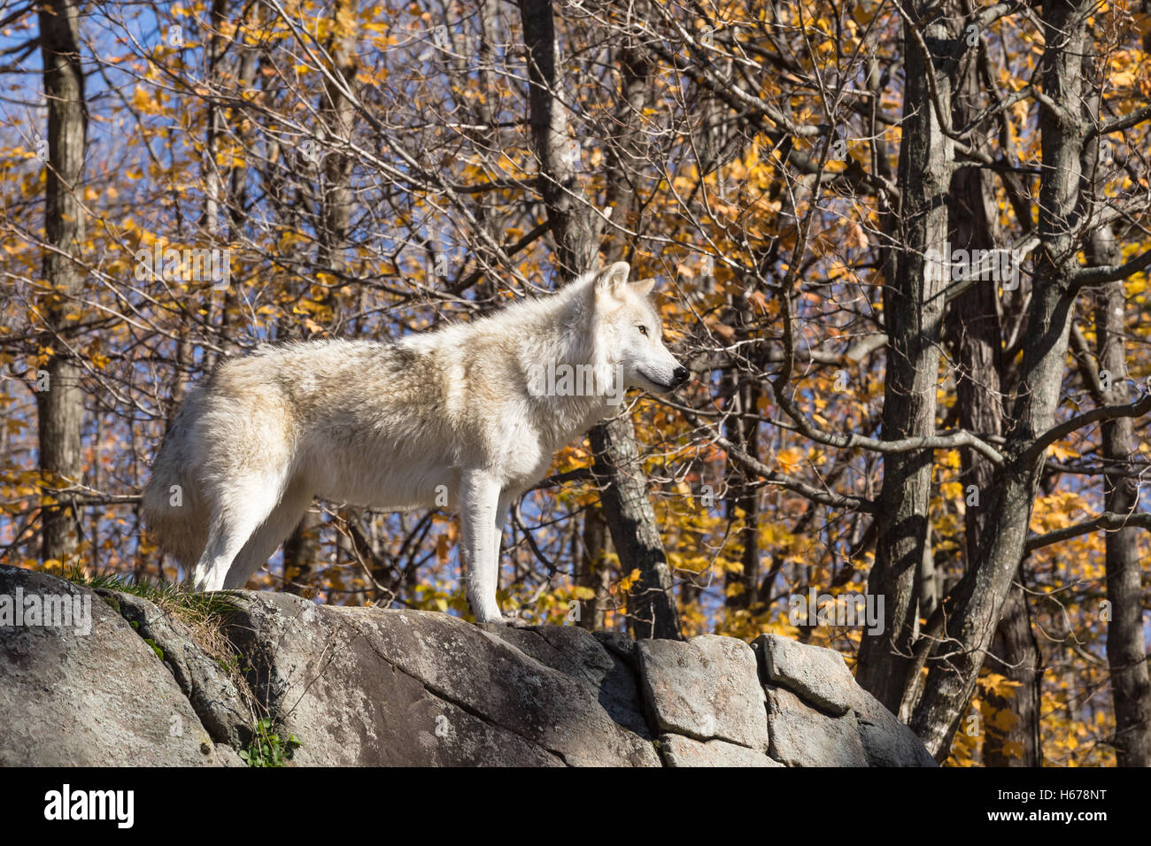 Wolves In Fall A lone Arctic Wolf in a fall forest scene Stock Photo - Alamy