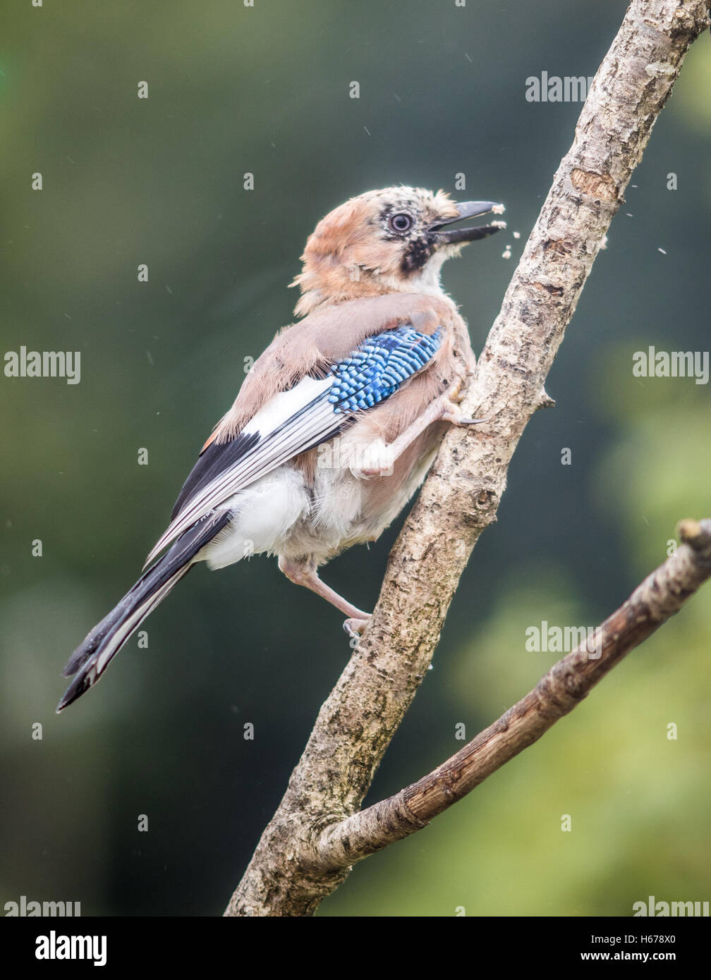 Vertical shot of a jay on a branch visiting a garden which feeds birds Stock Photo