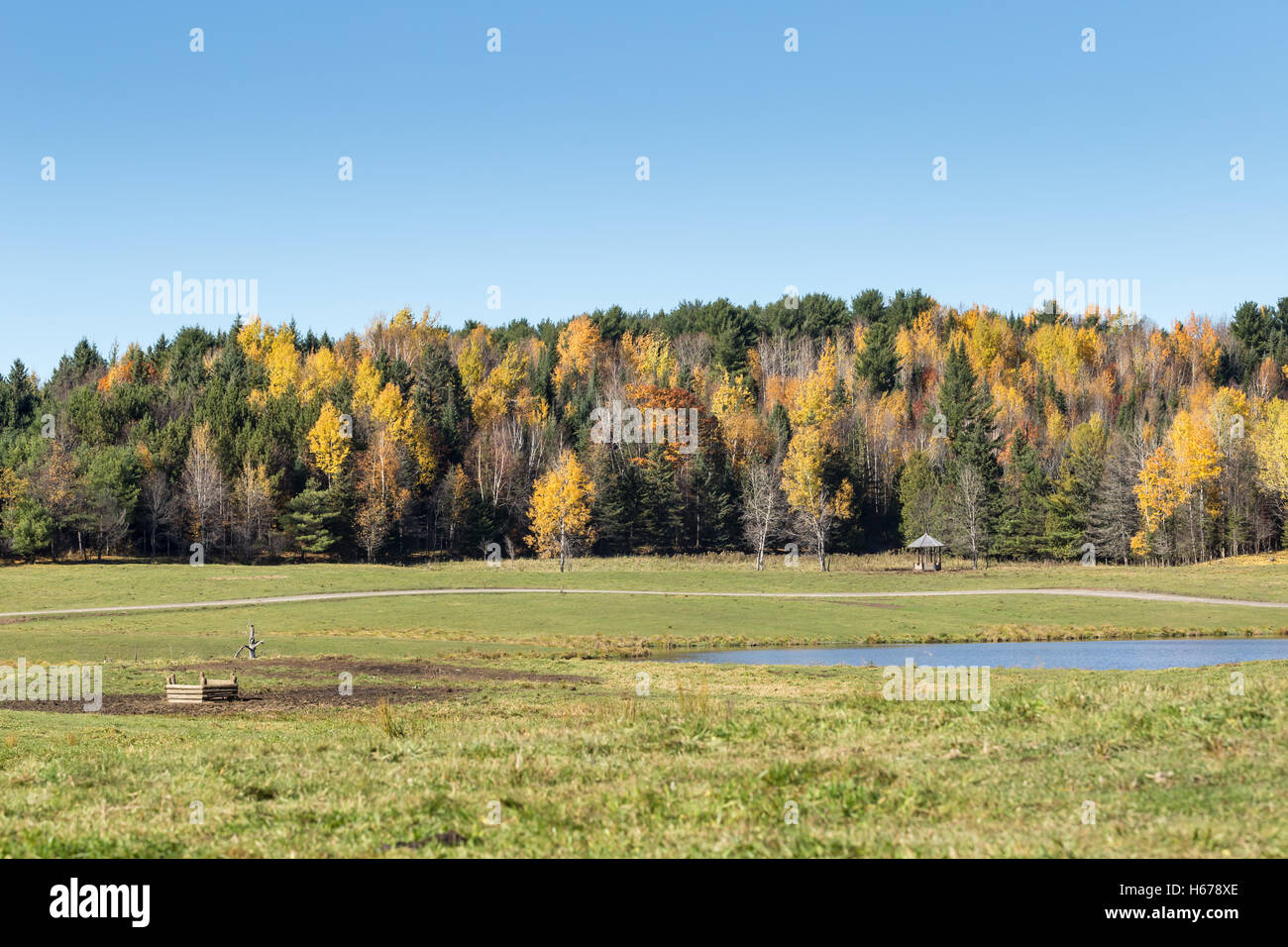 A forest landscape in the fall season Stock Photo
