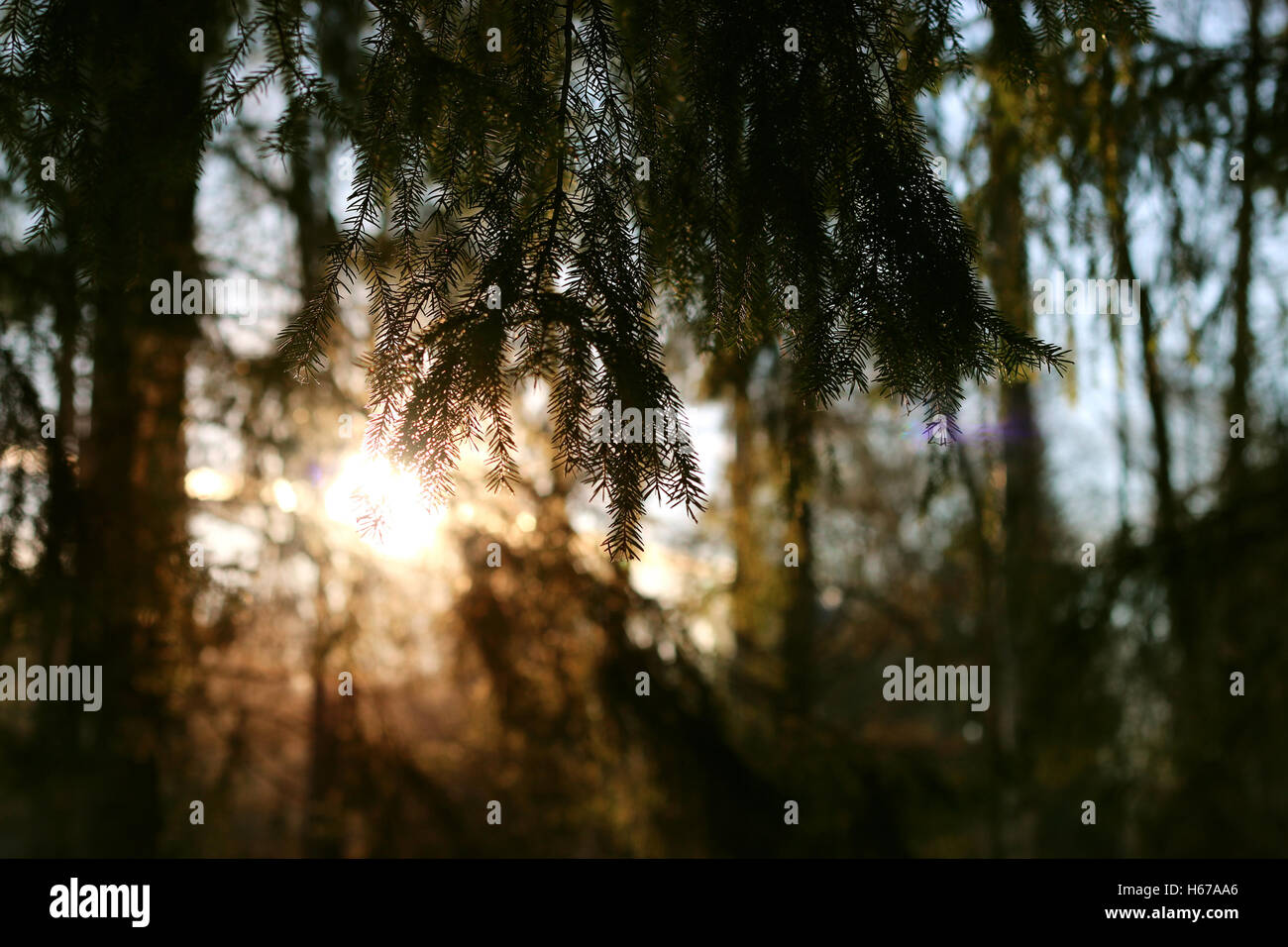 winter forest tree branches Stock Photo - Alamy