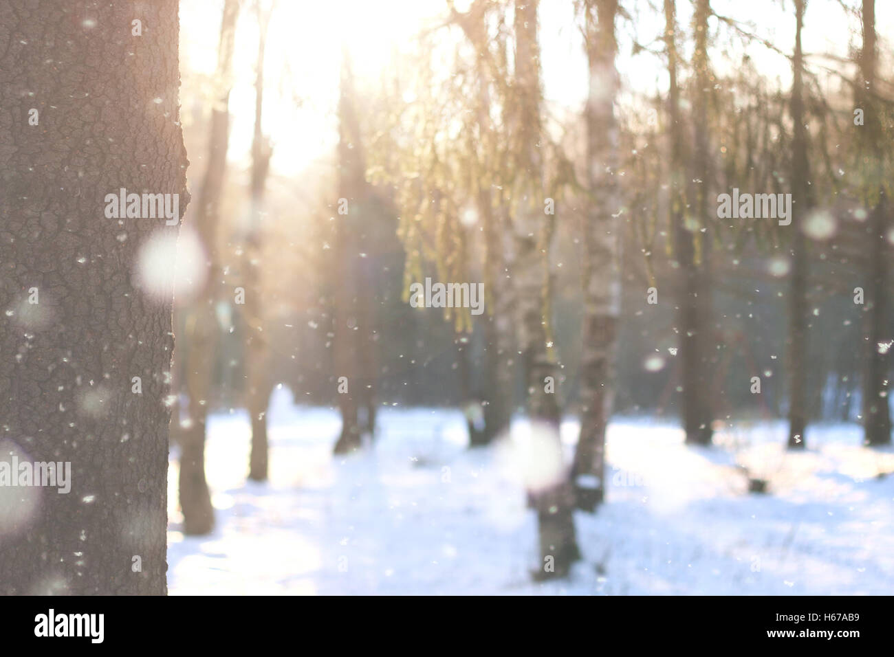 winter forest tree branches Stock Photo - Alamy