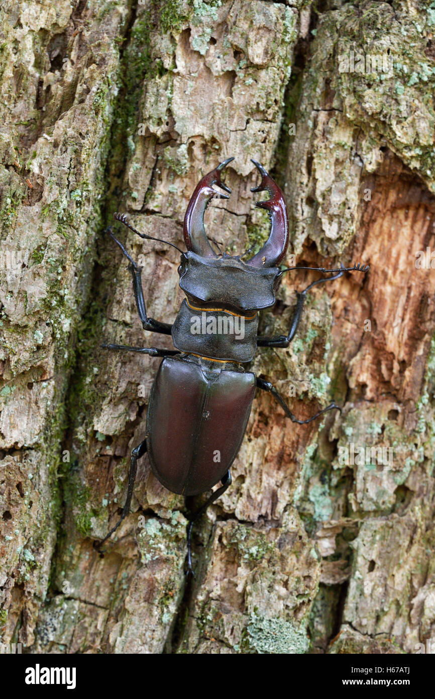 Stag Beetle ( Lucanus cervus ), impressive male, climbing up on bark of an oak tree, detailed upside view, typical view. Stock Photo