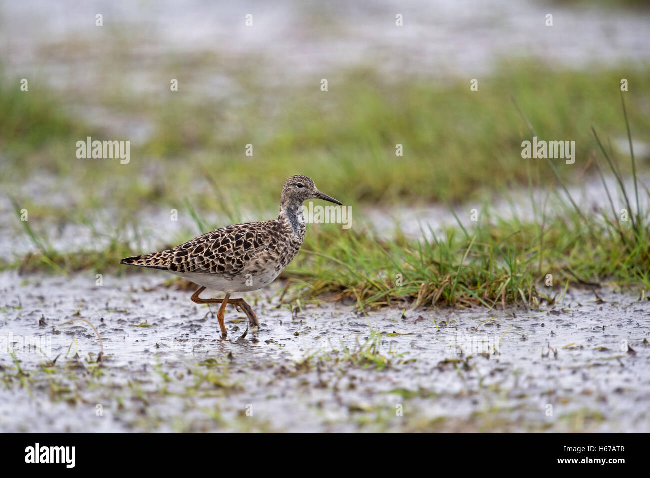 Ruff / Kampflaeufer ( Philomachus pugnax ), resting on wet grassland during spring migration, searching for food, Middle Europe. Stock Photo