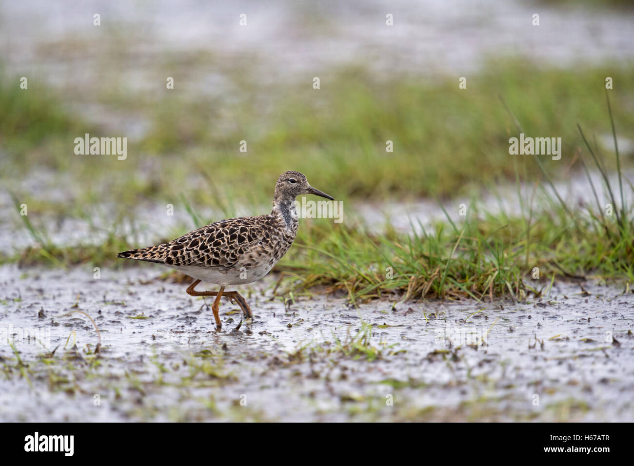 Ruff ( Philomachus pugnax ), resting on wet grassland during spring ...