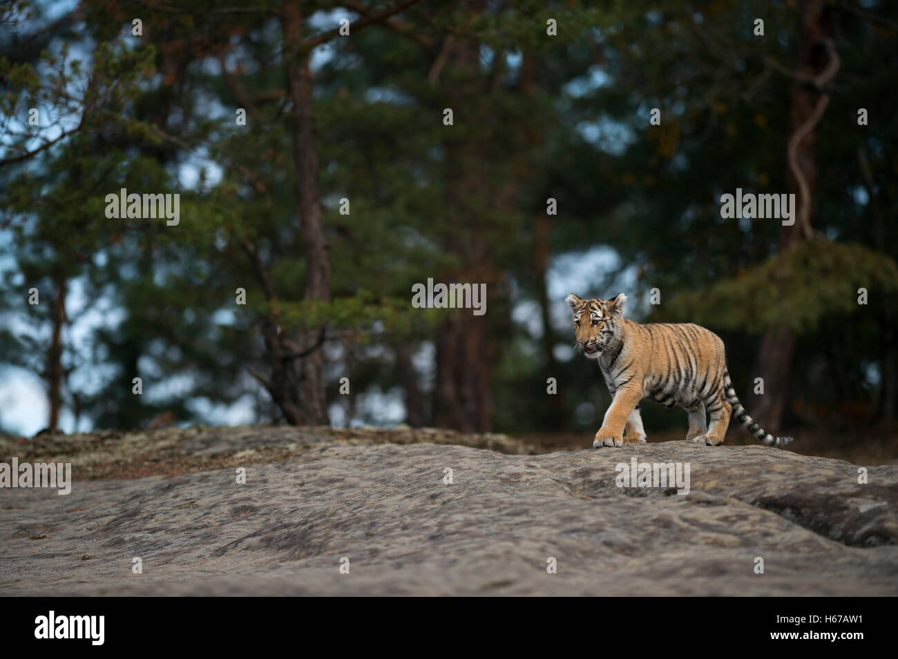 Royal Bengal Tiger ( Panthera tigris ), young animal in habitat, at the edge of a forest, walking over a slab of rock. Stock Photo