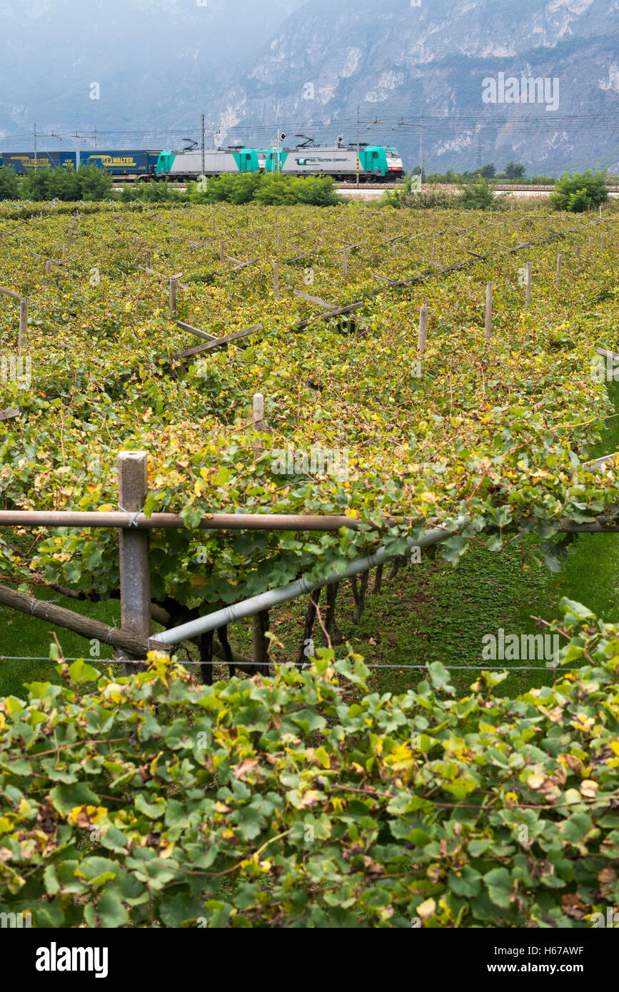 Vineyards at Veneto, Italy, Europe Stock Photo