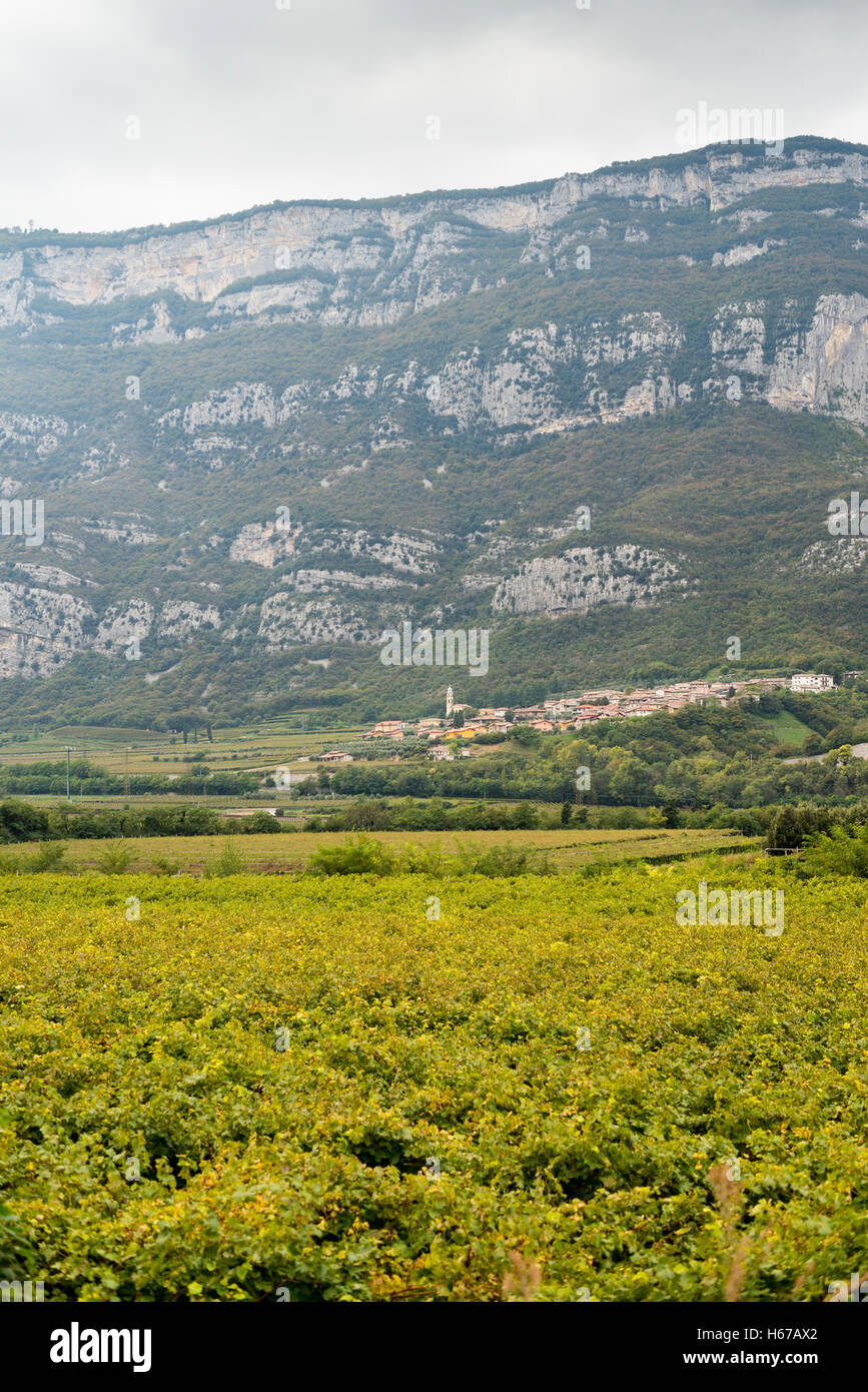 Vineyards at Veneto, Italy, Europe Stock Photo