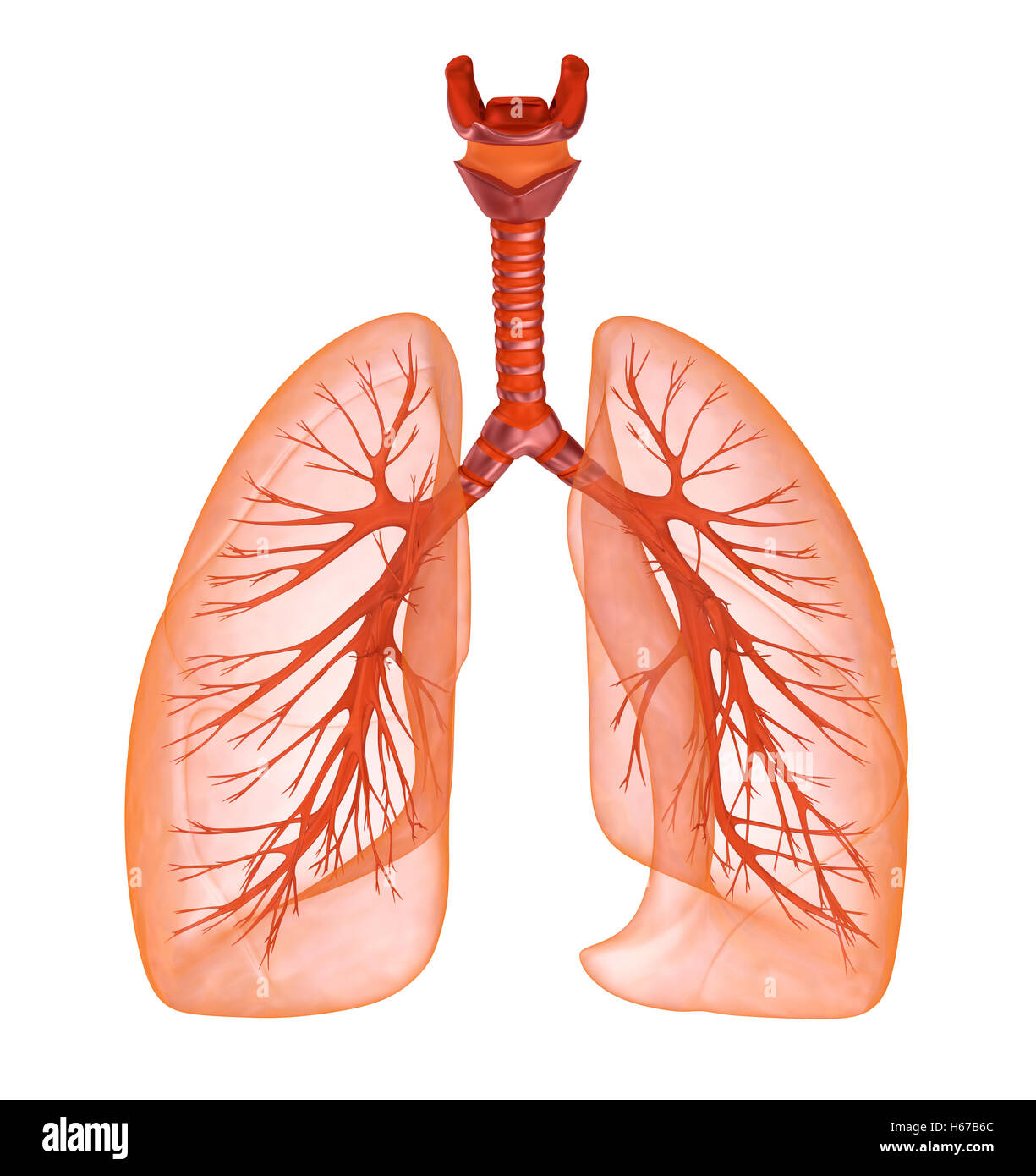 Human lungs and trachea. Medically accurate 3D illustration Stock Photo