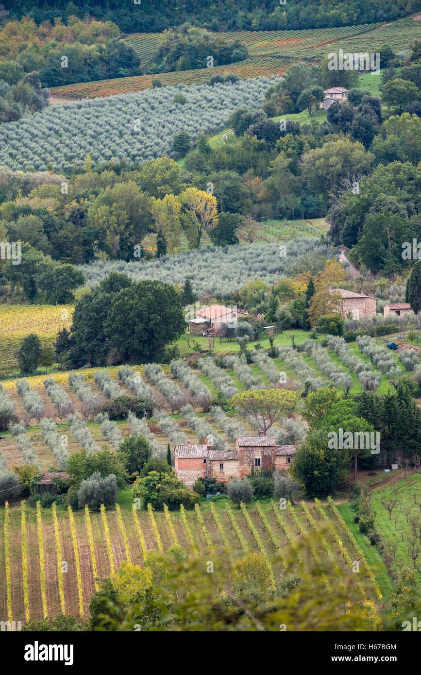 Vineyard landscape below the famous wine town of Montepulciano, Tuscany ...