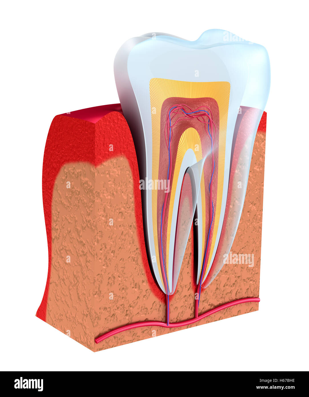 Periodontal ligament hires stock photography and images Alamy