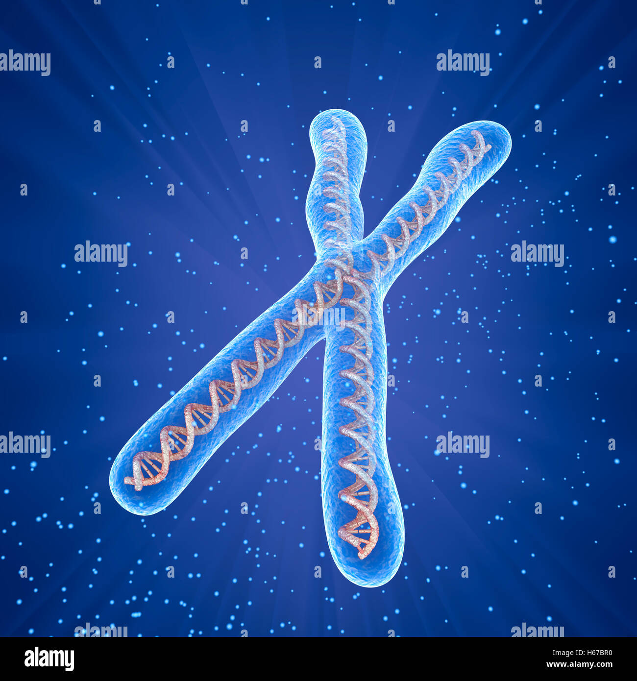 Chromosome molecule concept, Medical accurate 3D illustration Stock Photo