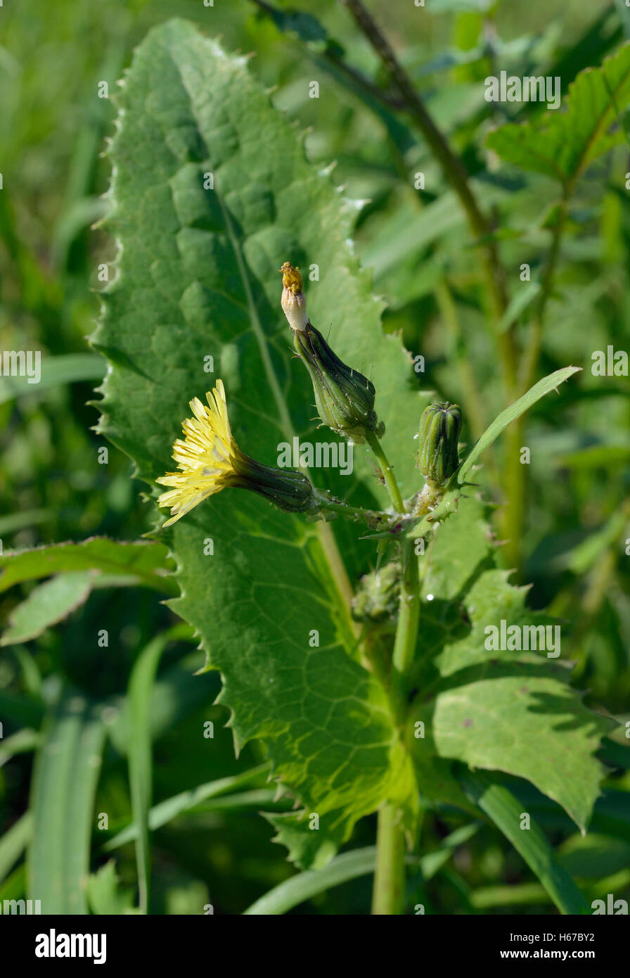 Smooth Sow-thistle - Sonchus oleraceus Yellow soft Thistle Stock Photo