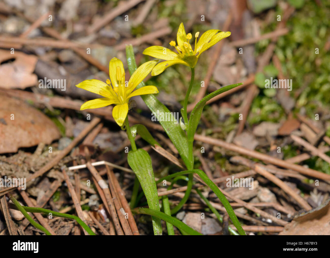 Gagea peduncularis Small Yellow Lily from Cyprus Stock Photo