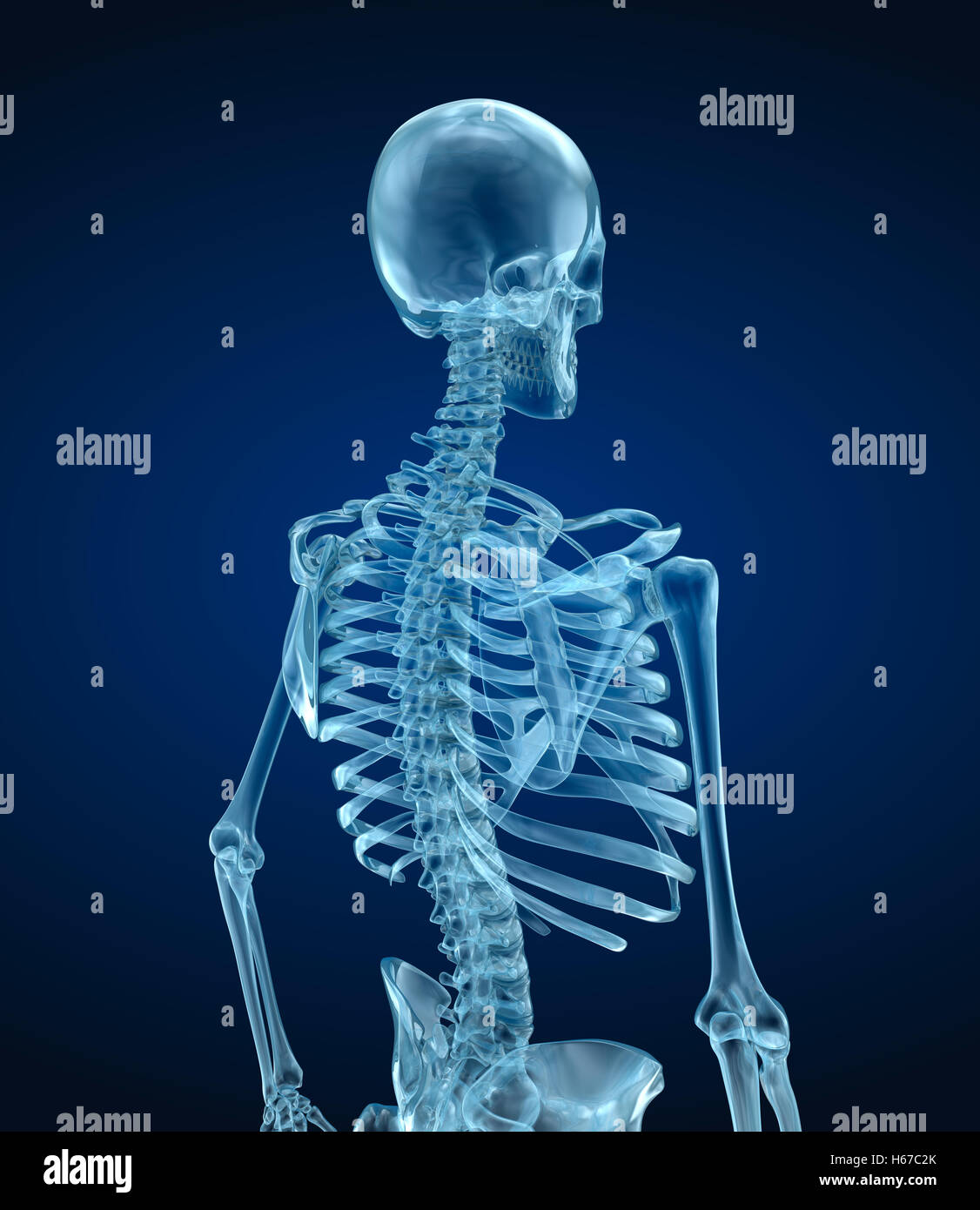 Human skeleton - head, Medically accurate 3d illustration . Stock Photo