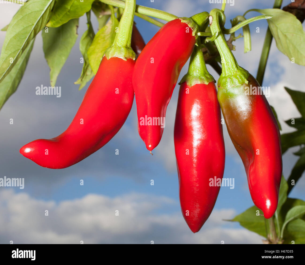 Sweet paprika peppers that are almost ready to pick and grind Stock Photo Alamy