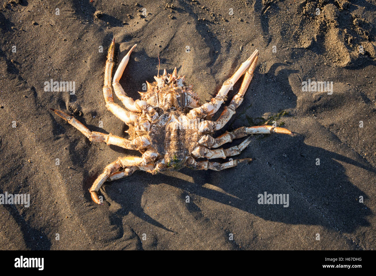 Crab washed up hires stock photography and images Alamy