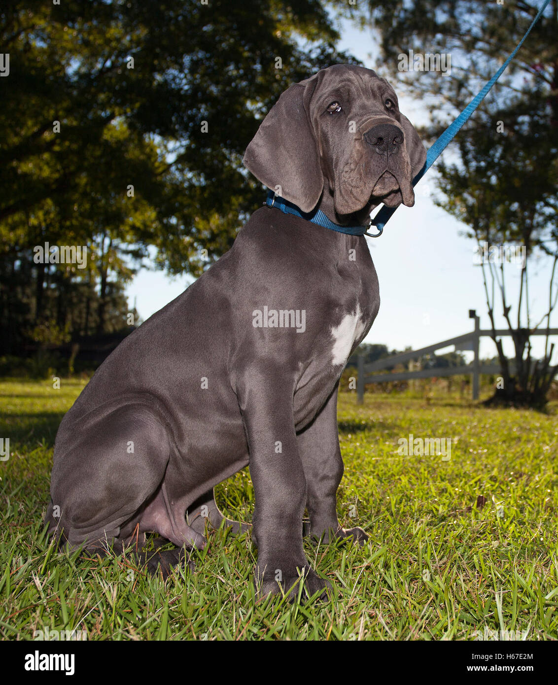Grey Great Dane puppy that is sitting obediently on some grass Stock Photo