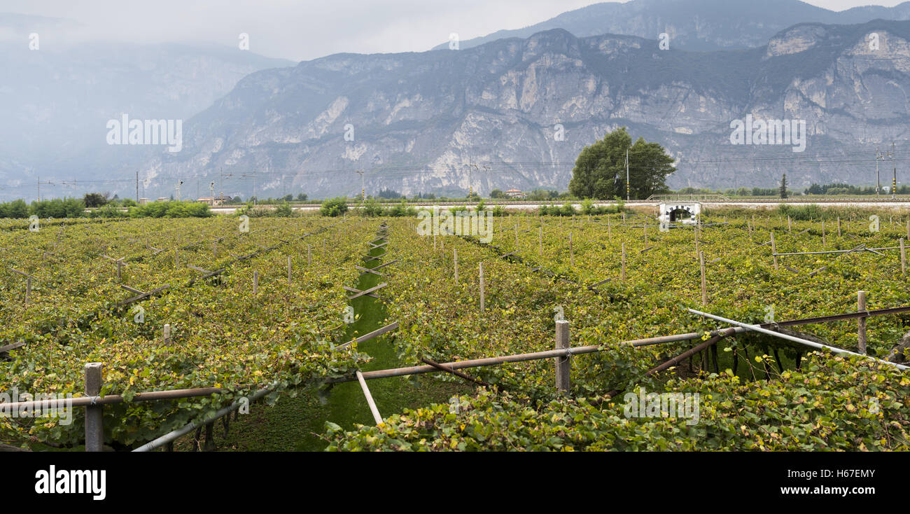 Vineyards at Veneto, Italy, Europe Stock Photo