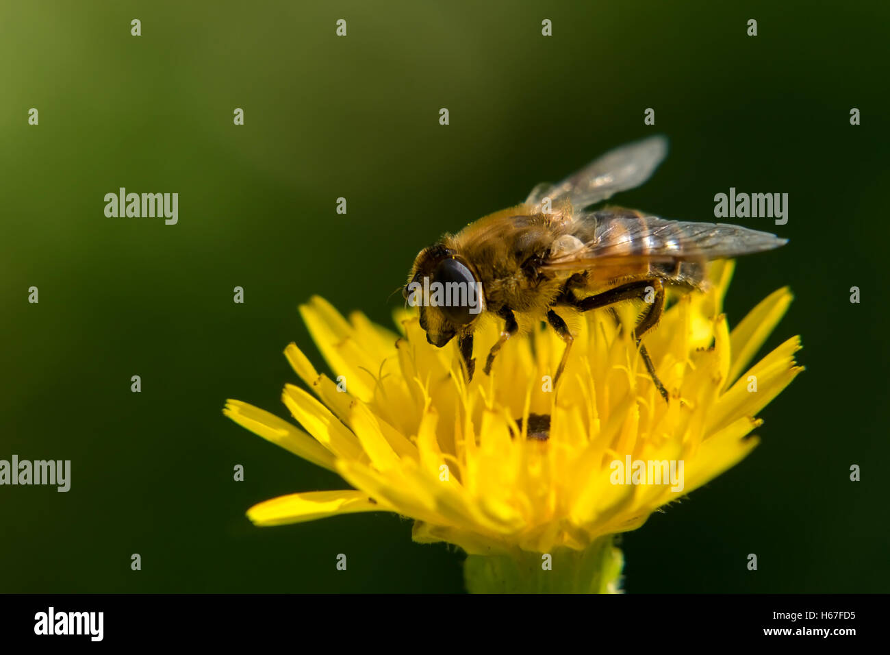 A Bee collecting nectar on a yellow flower Stock Photo Alamy