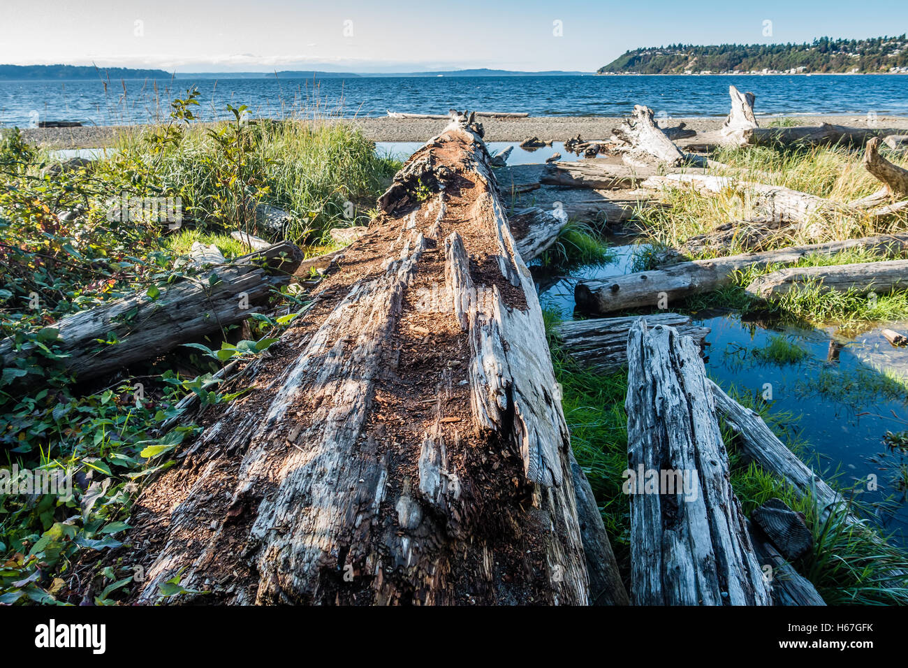 A long rotting driftwood log points toward the Puget Sound at Seahurst Beach in Burien