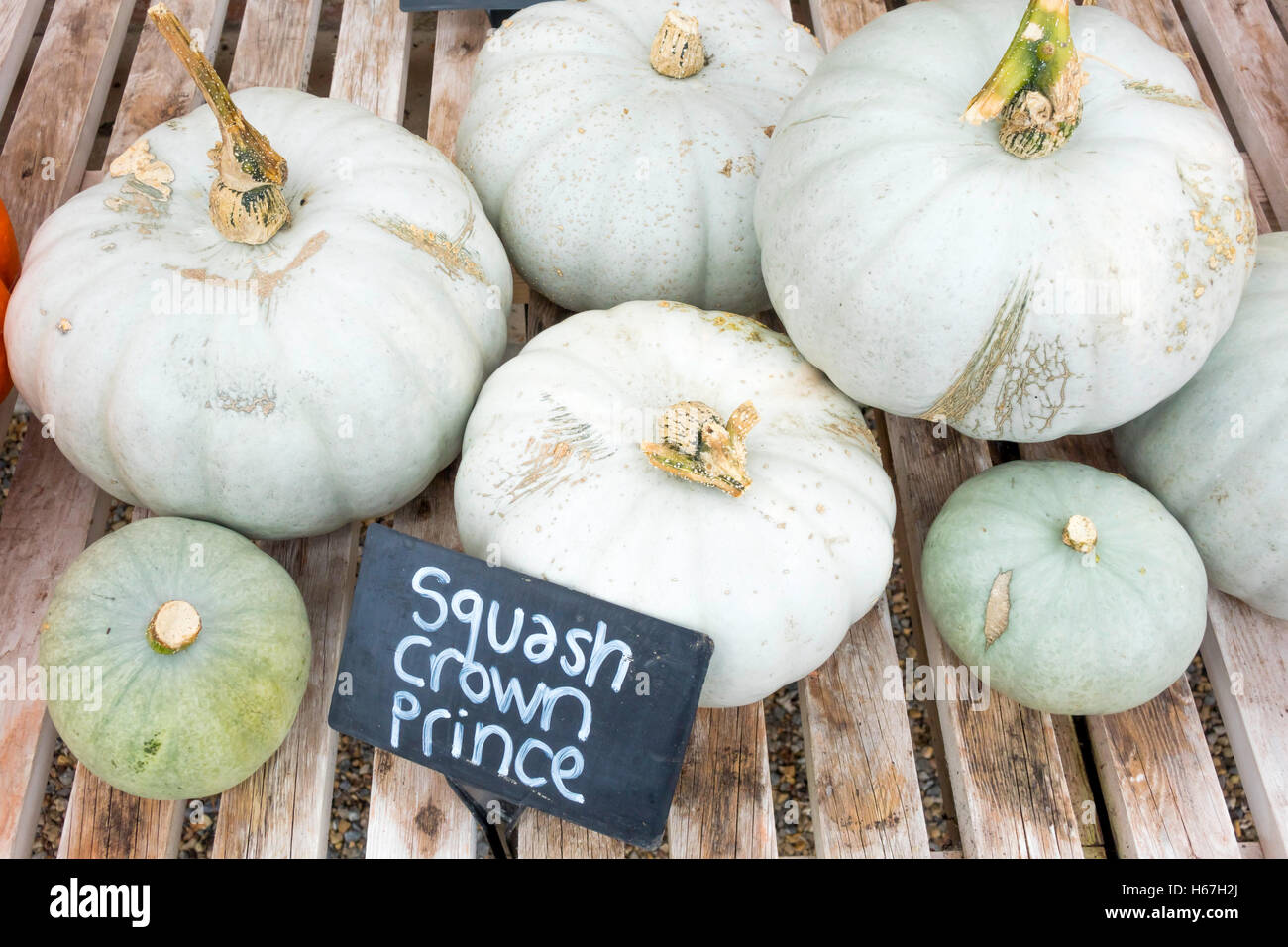 Squash Crown Prince on display  at the Helmsley Walled Garden North Yorkshire England UK Stock Photo