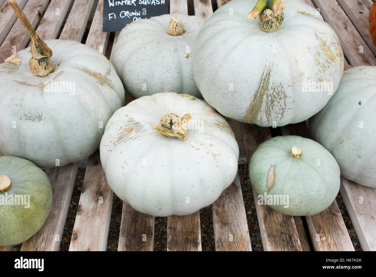 Winter Squash Crown Prince on display  at the Helmsley Walled Garden North Yorkshire England UK Stock Photo