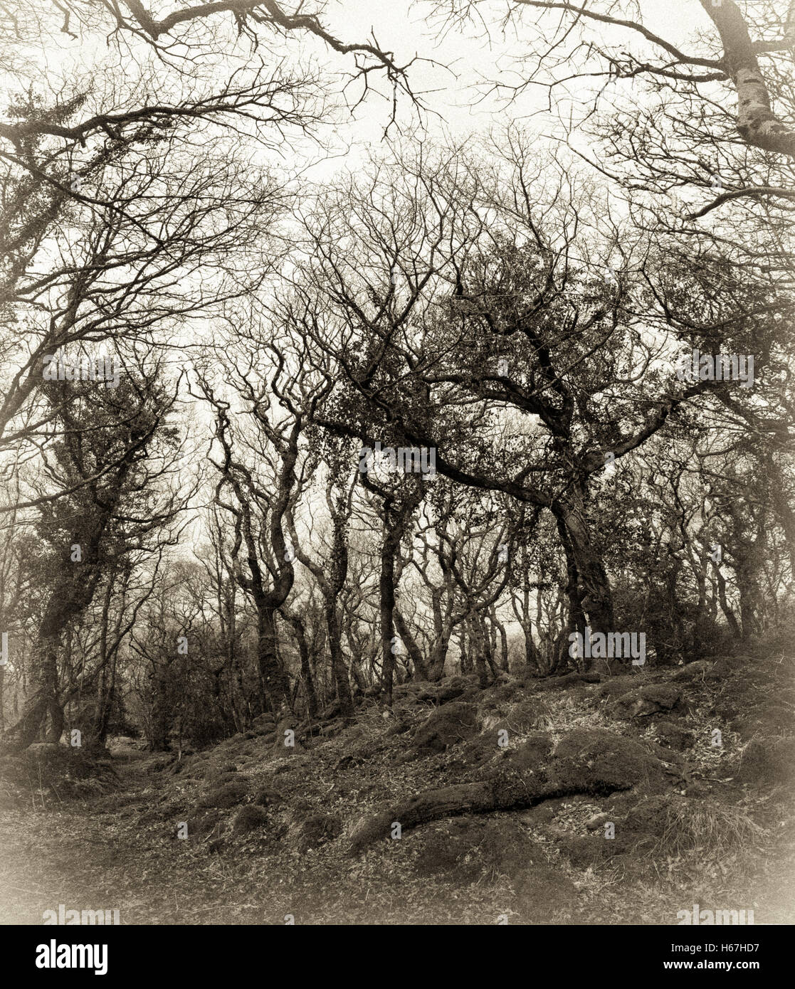 Old style B&W sepia of Ty Canol Woods in Pembrokeshire in the early spring. Stock Photo