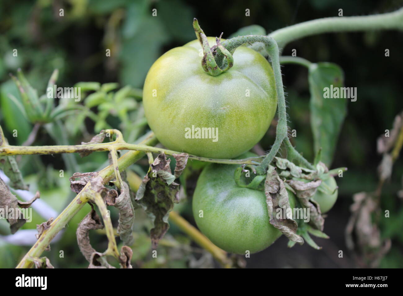 Green tomatoes growing on branches in arden 20400 Stock Photo - Alamy