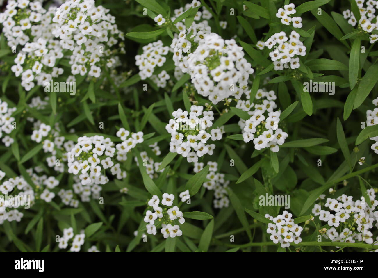 Background of white flowers alissum 20403 Stock Photo