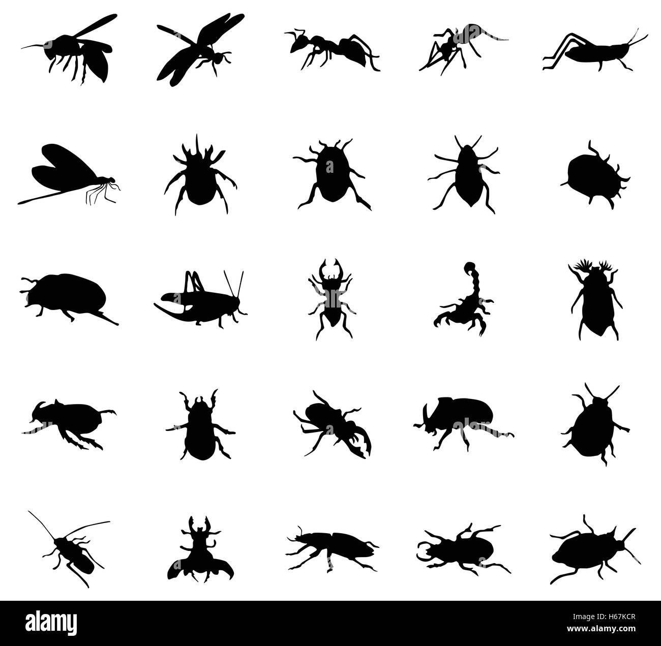 Black beetles Black and White Stock Photos & Images - Alamy