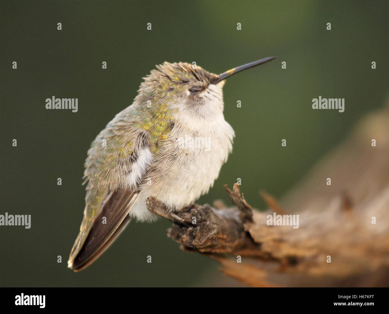 A Costa's Hummingbird asleep on a perch. Stock Photo
