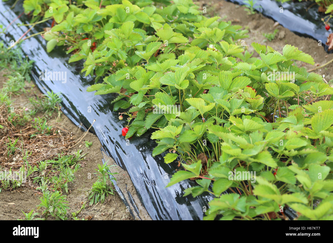 seedlings growing strawberries with protective sheeting in an agricultural field Stock Photo